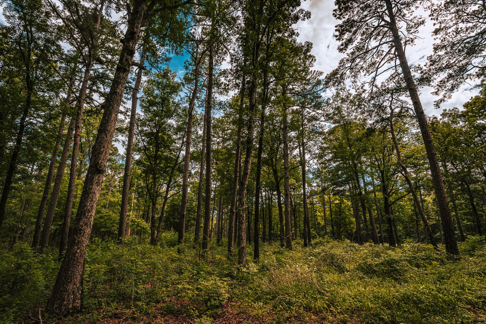Responsible biomass landscape